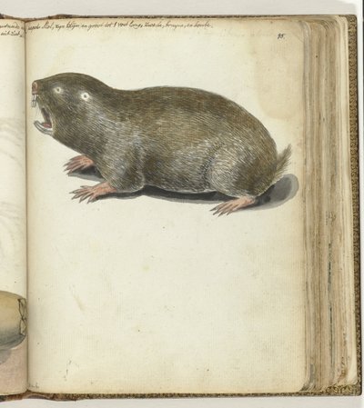 Kaapse mol door Jan Brandes