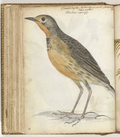 Kaapse vogel door Jan Brandes