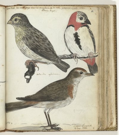 Kaapse vogels door Jan Brandes