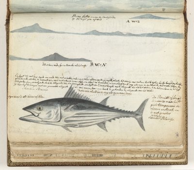 Kustprofielen van de Canarische Eilanden. Vis. door Jan Brandes