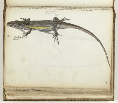 Land- en waterhagedis door Jan Brandes