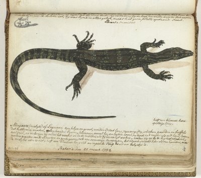 Minjawa of leguaan door Jan Brandes