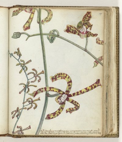 Oostindische bloem 