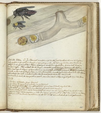 Oostindische hommel door Jan Brandes