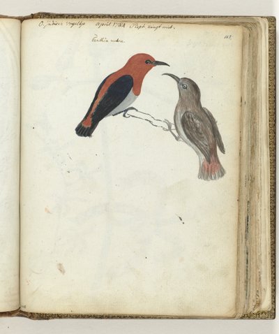 Oostindische vogel door Jan Brandes