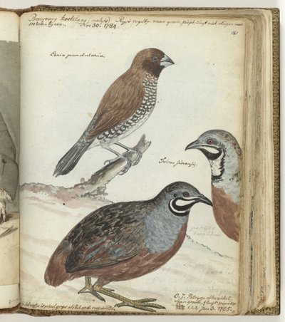 Rijstvogel en Oostindische kwakkels door Jan Brandes