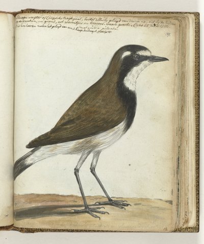 Schapevogel of Kaapse nachtegaal door Jan Brandes