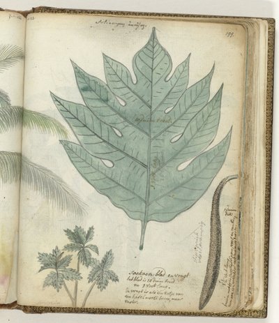Soekoenblad en vrucht door Jan Brandes