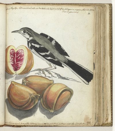 Kwikstaart met fruit door Jan Brandes