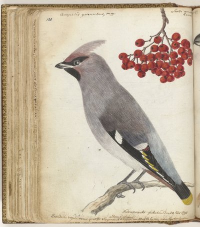 Zweedse vogel door Jan Brandes