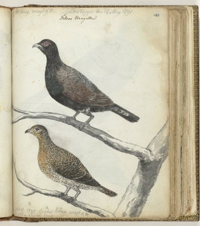 Zweedse vogels door Jan Brandes