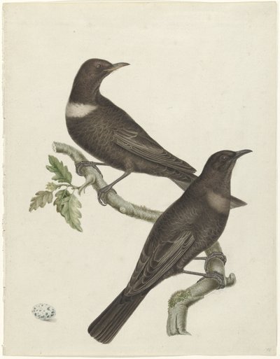 Twee beflijsters (Purdus torquatus) met een ei door Jan Christiaan Sepp (possibly)