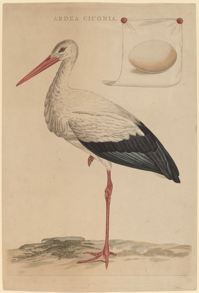 De Witte Ooievaar door Jan Christiaan Sepp
