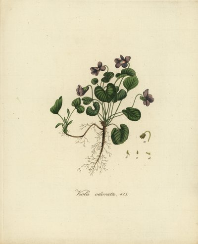 Zoet viooltje of Engels viooltje, Viola odorata door Jan Christiaen Sepp