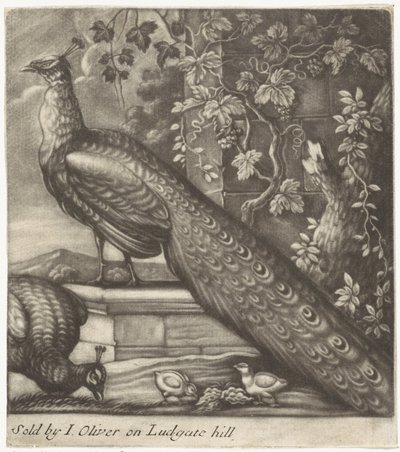 Pauwen door Jan Griffier (I)