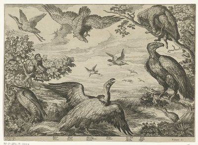Verschillende vogels en een aap door Jan Griffier (I)