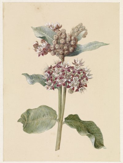 Bloeiende Asclepias species door Jan Jacob Goteling Vinnis