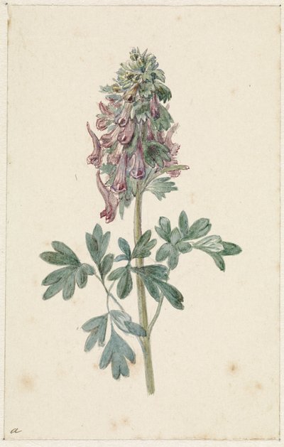 Bloeiende Corydalis bulbosa door Jan Jacob Goteling Vinnis