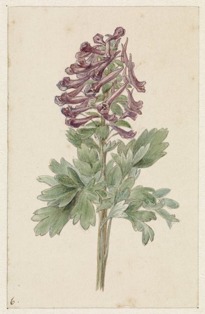 Bloeiende Corydalis bulbosa door Jan Jacob Goteling Vinnis