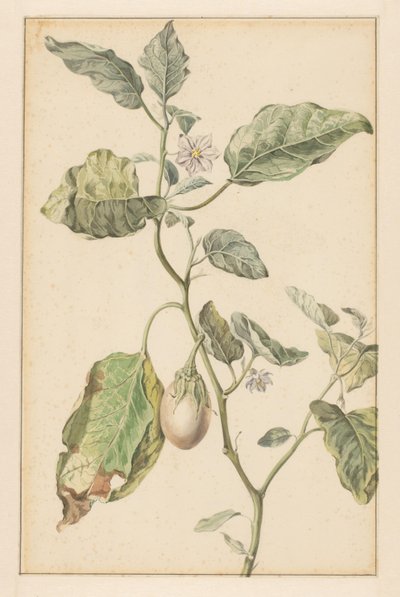 Aubergineplant door Jan Jansz. van der Vinne