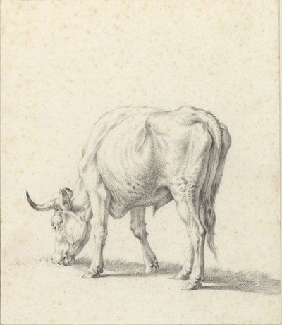 Grazende stier door Jan Kobell (II)