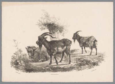 Twee geiten en een schaap bij een boom door Jan Kobell (III)