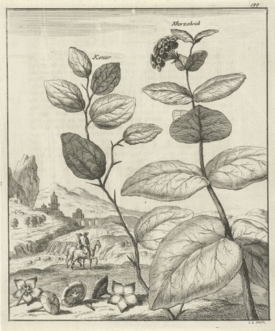 Afbeelding van twee Perzische planten door Jan Luyken