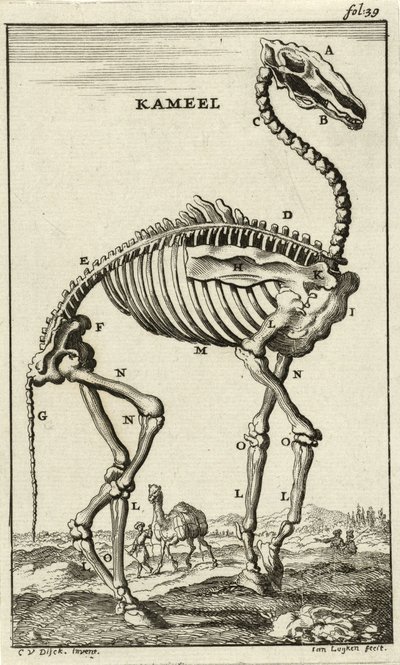 Skelet van een Kameel, ca. 1680s door Jan Luyken