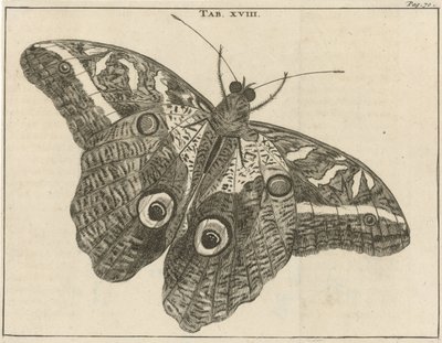 Surinaamse reuzenvlinder XVIII door Jan Luyken
