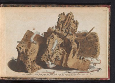 Delen paalwerk aangetast door paalwormen, 1731 door Jan Ruyter