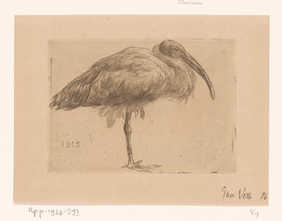 Ibis door Jan Veth (signed by artist)