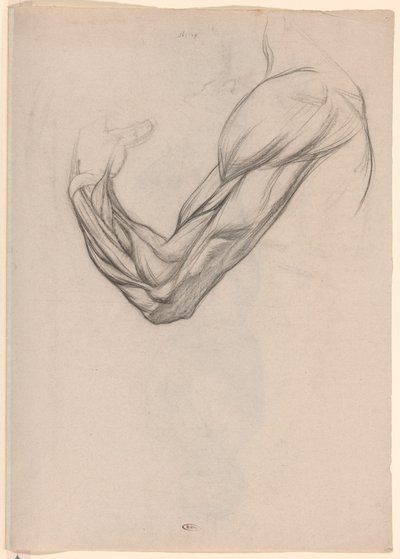 Anatomische studie van de spieren van een rechterarm door Jan Veth