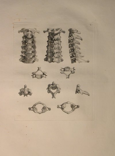 Albinus II, Pl. X: Halswervel, illustratie uit 