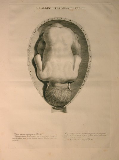 Albinus, Uterus, Pl. III, illustratie uit 