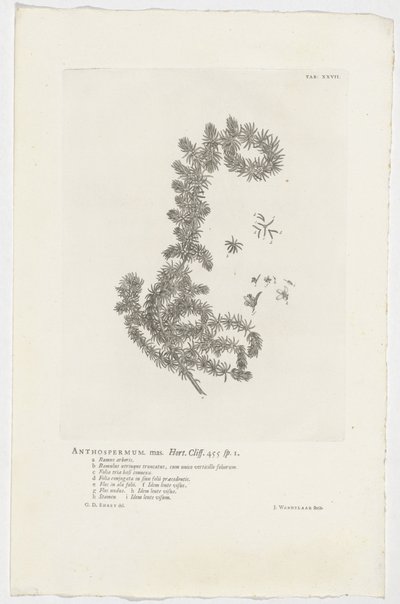 Anthospermum aethiopicum Anthospermum mas. Hort. Cliff. 455 sp. 1 door Jan Wandelaar