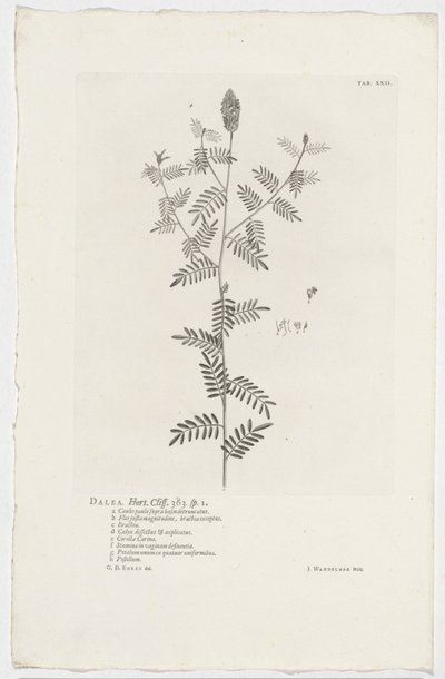 Dalea alopecuroides door Jan Wandelaar