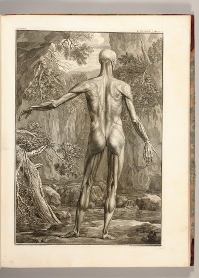 Gravure die de spiergroepen van de rug afbeeldt, 1747 door Jan Wandelaar