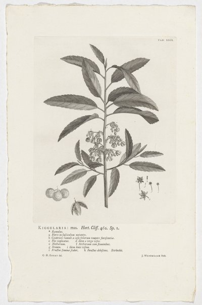 Kiggelaria africana door Jan Wandelaar