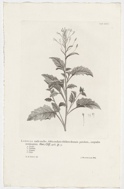 Lobelia cliffortiana (title on object) door Jan Wandelaar