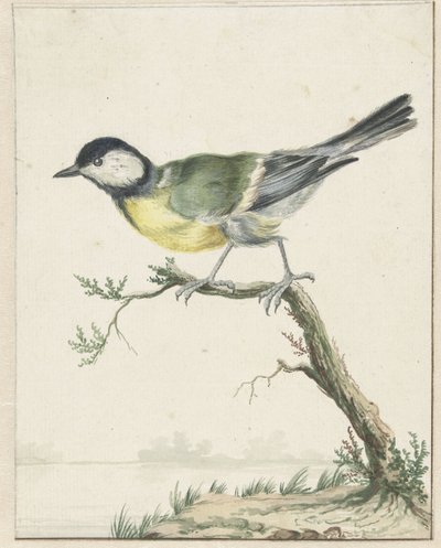 Koolmees door Jan Baptist Weenix