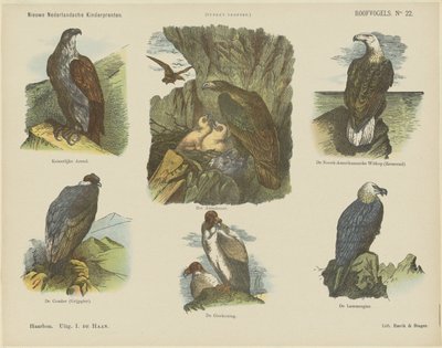 Roofvogels door Jan de Haan