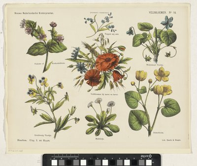 Veldbloemen door Jan de Haan