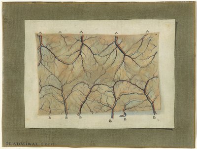 Anatomische studie van het bloedvatenstelsel door Jan l