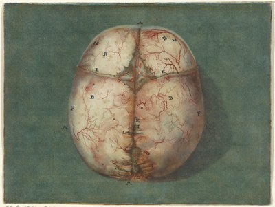 Afdrukken van de hersenen en het hart door Jan l