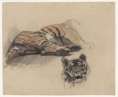 Liggende tijger en kop van een tijger door Jan van Essen