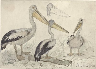Pelikanen in Artis Zoo door Jan van Essen