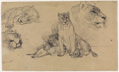Studieblad met leeuwen en welpen door Jan van Essen