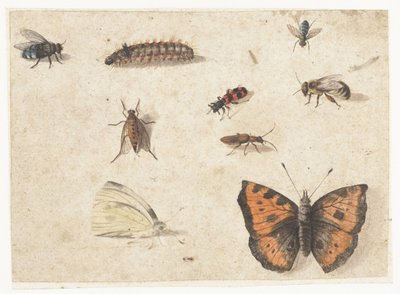 Blad met studies van negen insecten door Jan van Kessel (I)