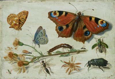 Drie Vlinders, een Kever en andere Insecten, met een Snede van Jacobskruiskruid door Jan van Kessel