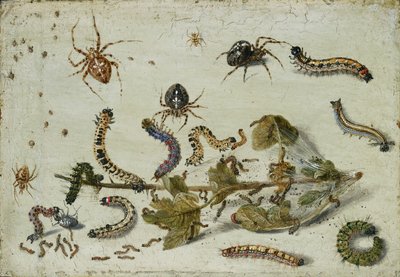 Verschillende spinnen en rupsen, met een takje kruisbes door Jan van Kessel